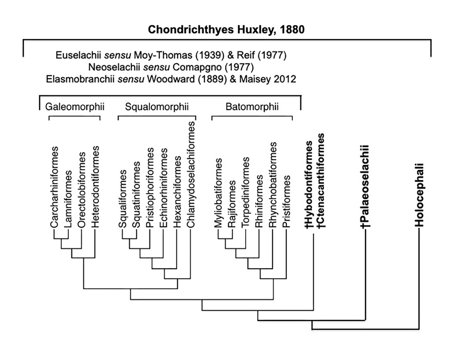 Phylogeny Chondrichthes